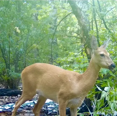 Косуля в осеннем лесу косуля На …» — создано в Шедевруме