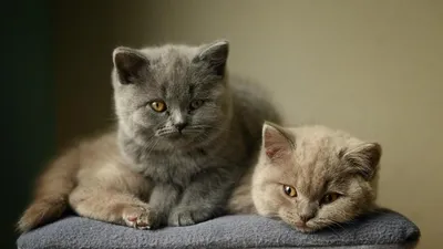 Британский кот дома. Особенности породы британской кошки. | Кот.ру | Дзен