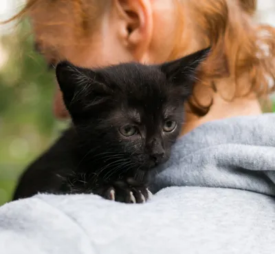 Развитие котят по неделям и месяцам. Возраст котенка, этапы развития