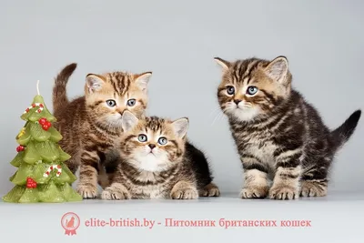 Британские котята табби, 3 мес (Litter-H2) - Питомник GALA-CAT