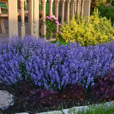 Котовник Фассена Chettle Blue - Котовник - GardenPlants