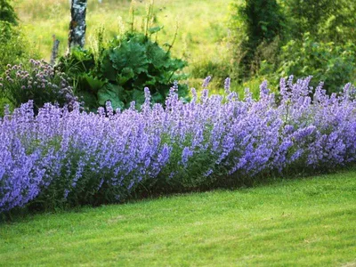 Котовник Фассена \"Blue Wonder\"