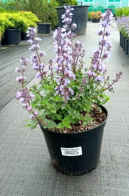 Котовник Фассена Dropmore - Котовник - GardenPlants