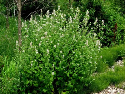 Котовник Фассена (Nepeta faassenii `Six Hills Giant`) - Котовник Фассена -  Котовник - Многолетники - Каталог - LESKOVO-PITOMNIK.ru