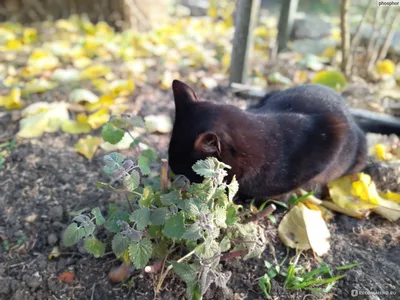 Котовник Фассена купить с доставкой почтой по РФ, СДЭК курьер, ПВЗ, цены и  фото