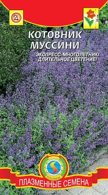 Котовник Фассена 🌱: особенности выращивания и популярные сорта | 🌿Школа  садоводов ▷ Марии В. | Дзен