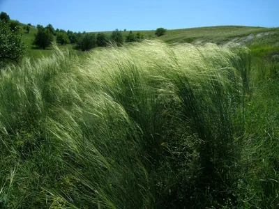 Фотокаталог растений: Ковыль перистый (Stipa pennata)