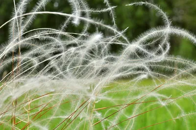 Ковыль тончайший (Stipa или Nassella tenuissima) — популярная декоративная  трава, которую используют домашние садоводы и профессионалы… | Instagram