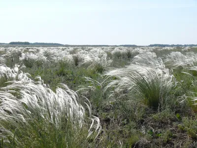 Купить семена Ковыль Волосовидный (Stipa capillata) 20шт. ИП Григорьев в  интернет-магазине недорого с доставкой - Интернет-магазин «СЕМЕНА ТУТ»