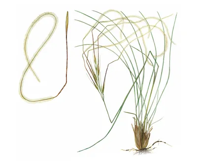 Stipa (ковыль) Fontane декоративная трава, Декоративные травы