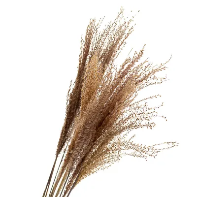 Ковыль перистый – Stipa pennata L. « Красная книга Томской области | ОГБУ  \"Облкомприрода\"