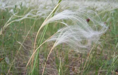 📷 Ковыль перистый, или Ковыль Иоанна (Stipa pennata L., S. jioannis Celak)