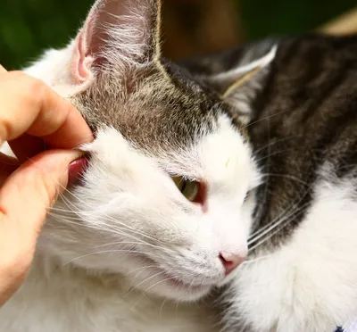 Кальцивироз у кошек 🐱 симптомы, схема лечения, прогнозы