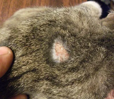 Атопический дерматит у кошек – причины, лечение, препараты