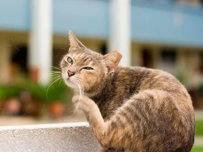 Дерматология для кошек на дому в СПб по выгодной цене