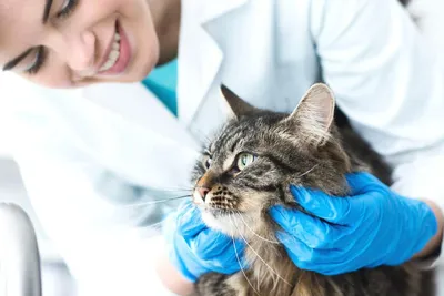 Болезни кошек, виды и их симптомы - Кошки обзор на Gomeovet