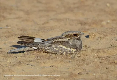 Козодой обыкновенный (Caprimulgus europaeus)