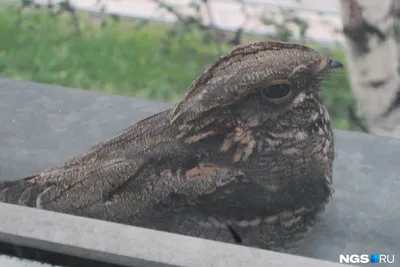 Токующий козодой Caprimulgus europaeus. Фотограф Юрий Андреев