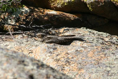 Чурилка ты, а не Козодой! « Fotoparus