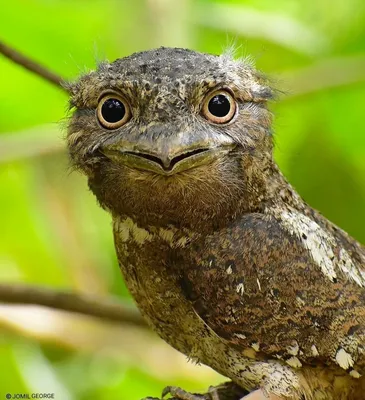 European nightjar (Caprimulgus europaeus) Обыкновенный козодой | Nightjar  bird, Budgies bird, Pet birds