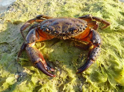 Краб Королевский (Камчатский) - Atlantic-UMMA