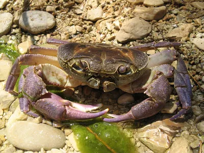 Королевский Леопардовый Краб Parathelphusa Pantherina - Раки и крабы,  тритоны и лягушки - Nano Fish