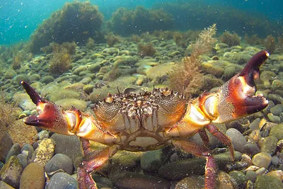 Краб Камчатский живой | orlaneco.ru