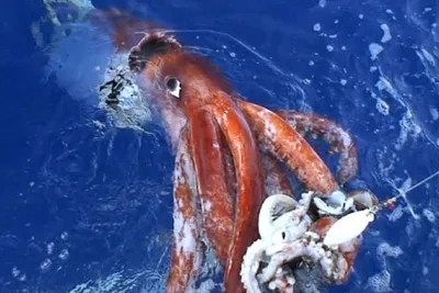 A giant octopus kraken monster attacking a pirate ship in the dark ocean,  generative ai Stock Illustration | Adobe Stock