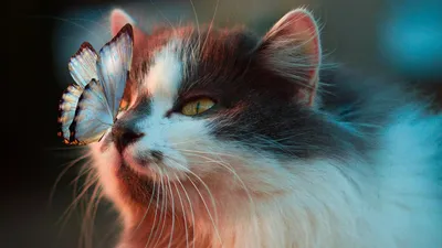 20 самых красивых пород кошек в мире (фото)