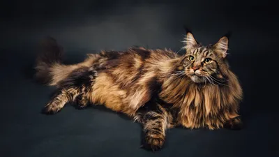 Породы длинношерстных кошек 2023: 10 пород красивых кошек и котят с самой  длинной шерстью