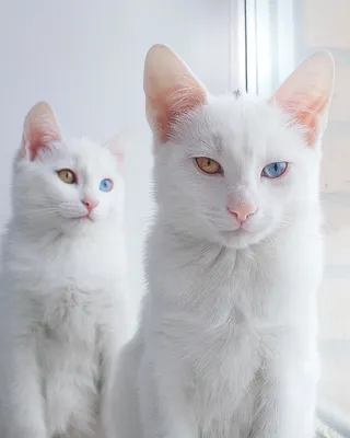 Необычный красивые кошки - 74 фото