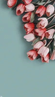 Обои на телефон | Flower iphone wallpaper, Rose gold wallpaper iphone,  Wallpaper nature flowers