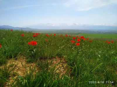 Красная Горка (Сортавальский район) — Википедия