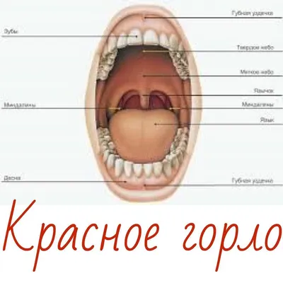 Почему болит горло с одной стороны | Новости Аркада-Мед