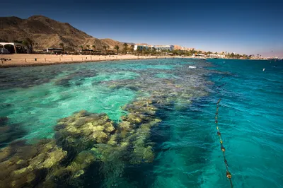 Красное море, Египет, рыба-белка, кузовок, тридакна, скат, актиния -  авторские фотографии