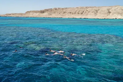 Красное Море рыб коралла Safaga, Египет Стоковое Фото - изображение  насчитывающей рыбы, заплыв: 84589384