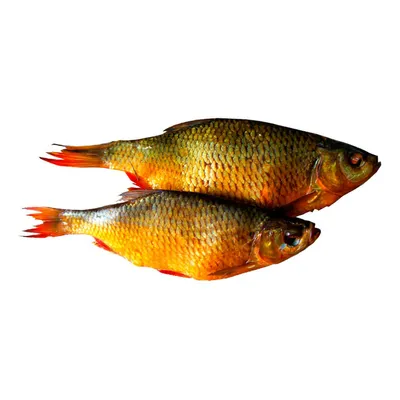 Краснопёрка 16-18 см / очень яркая, активная, стайная рыбка —  Интернет-магазин — АкваЛайн