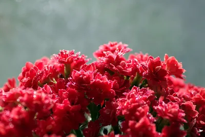 растение краснухи стоковое изображение. изображение насчитывающей природа -  245986063