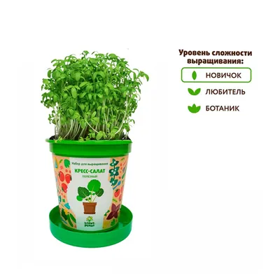 Как выращивать кресс-салат | Planting herbs, Herbs, Herb seeds