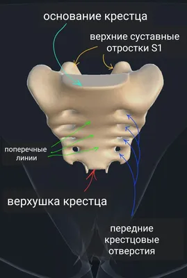 Крестец. | Заметки спортивного врача. | Дзен