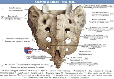 Атлас анатомии человека - Крестец. Вид спереди (тазовая поверхность)
