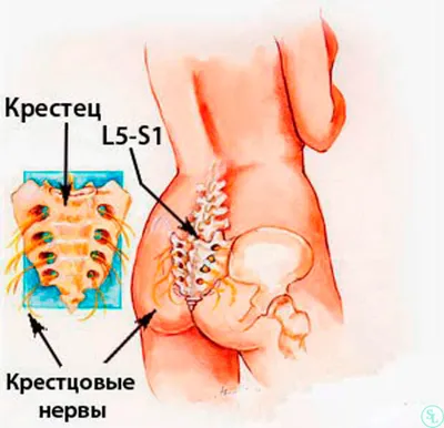 Атлас анатомии человека - Крестец. Вид сзади (дорсальная поверхность)