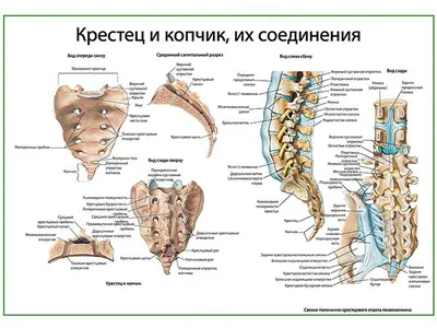 Диаграмма: Крестец и копчик | Quizlet