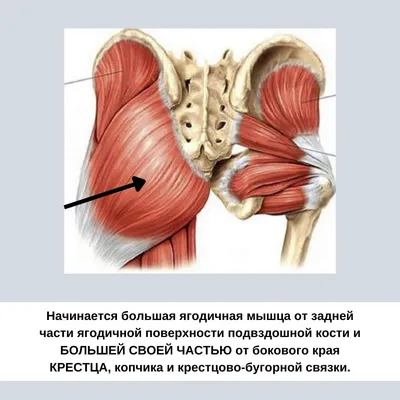 Округлые ягодицы и крестец | Александра Кибзий | Дзен