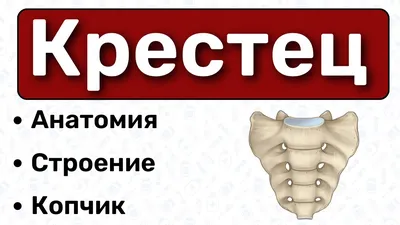 Центр Остеопатии - Название «крестец» (sacrum на английском) происходит от  латинского слова Sacer, что переводится как «священный». Это название  крестец получил потому, что считался священной костью. Люди верили, что  крестец нельзя уничтожить,