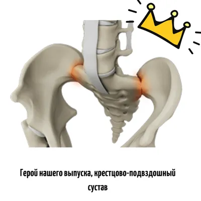 Крестец и копчик, их соединения, плакат глянцевый А1/А2 › Купить оптом и в  розницу › Цена от завода