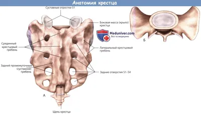 Подвижный крестец: теория | Массаж.ру