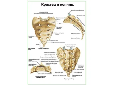 Masaje para ti con Sergio Skrypnyk - 🌿 А у вас болит крестец...?  Большинство людей даже не слышала это слово! Крестец - это основание  позвоночного столба. Это то звено, которое вместе с