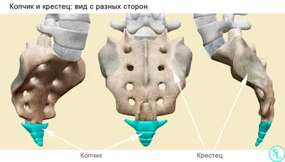 Хирургическая анатомия крестца и его биомеханика