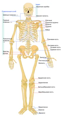 Крестец собаки. | DianaFriendDog | Дзен